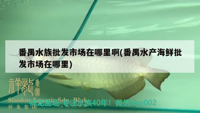 番禺水族批发市场在哪里啊(番禺水产海鲜批发市场在哪里) 观赏鱼水族批发市场