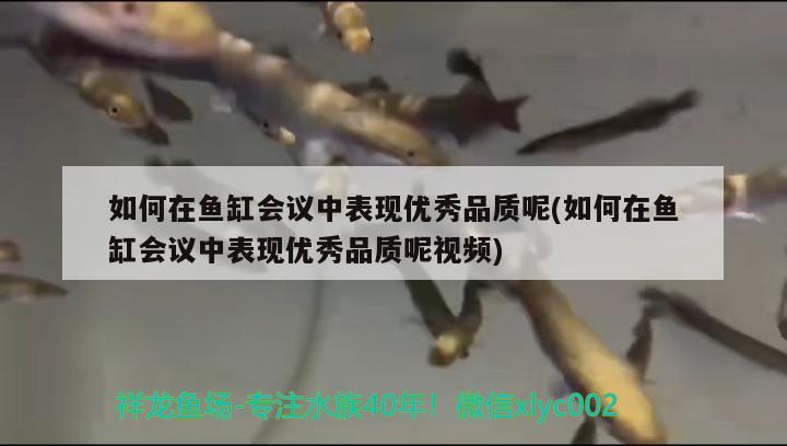 如何在鱼缸会议中表现优秀品质呢(如何在鱼缸会议中表现优秀品质呢视频) 绿皮皇冠豹鱼