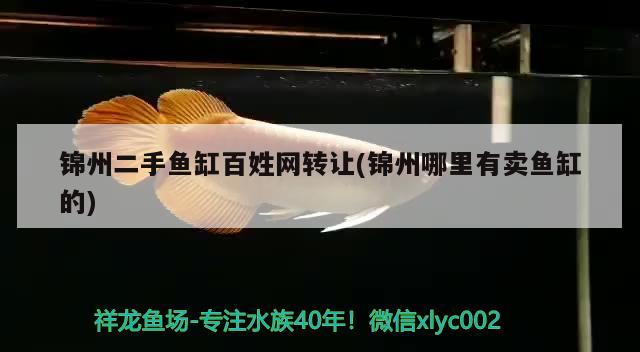 锦州二手鱼缸百姓网转让(锦州哪里有卖鱼缸的) 水族品牌