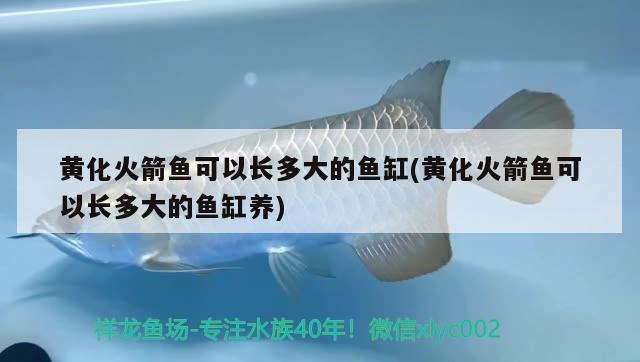 黄化火箭鱼可以长多大的鱼缸(黄化火箭鱼可以长多大的鱼缸养) 广州水族器材滤材批发市场