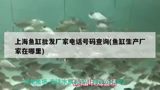 上海鱼缸批发厂家电话号码查询(鱼缸生产厂家在哪里) 梦幻雷龙鱼