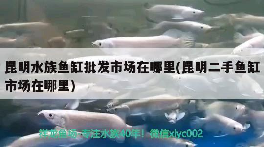 昆明水族鱼缸批发市场在哪里(昆明二手鱼缸市场在哪里) 白子金龙鱼