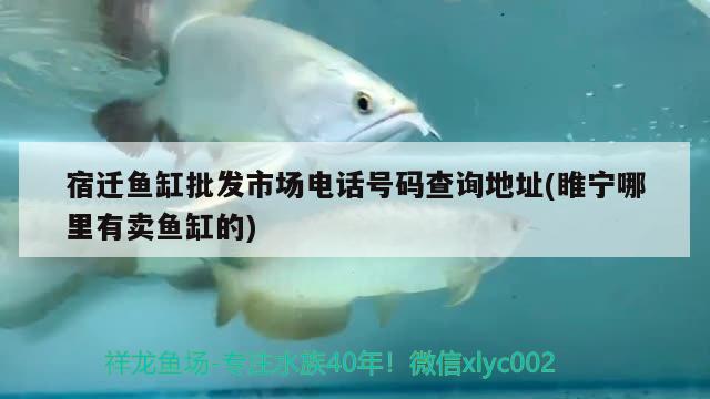 宿迁鱼缸批发市场电话号码查询地址(睢宁哪里有卖鱼缸的) 黄金斑马鱼