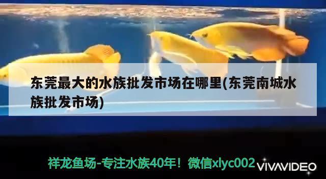 东莞最大的水族批发市场在哪里(东莞南城水族批发市场) 观赏鱼水族批发市场