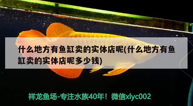 什么地方有鱼缸卖的实体店呢(什么地方有鱼缸卖的实体店呢多少钱) 鹦鹉鱼