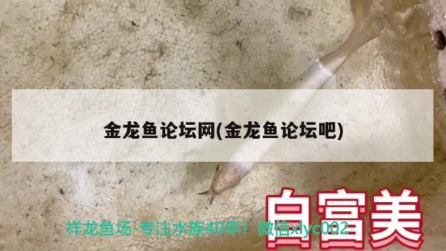 金龙鱼论坛网(金龙鱼论坛吧) 肺鱼