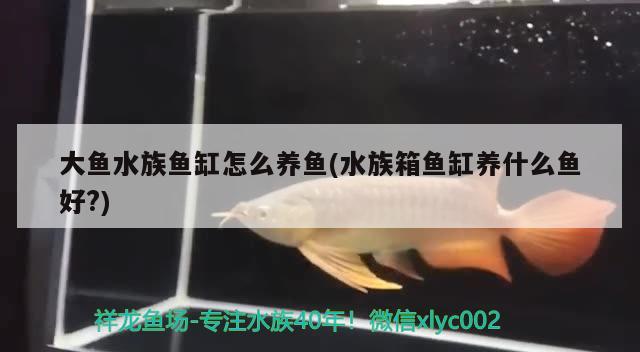 大鱼水族鱼缸怎么养鱼(水族箱鱼缸养什么鱼好?)