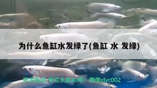 为什么鱼缸水发绿了(鱼缸水发绿)