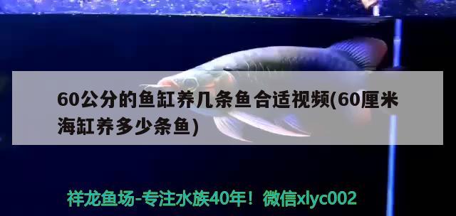 60公分的鱼缸养几条鱼合适视频(60厘米海缸养多少条鱼) 大湖红龙鱼