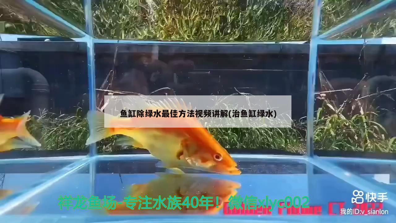 鱼缸除绿水最佳方法视频讲解(治鱼缸绿水) 斯维尼关刀鱼
