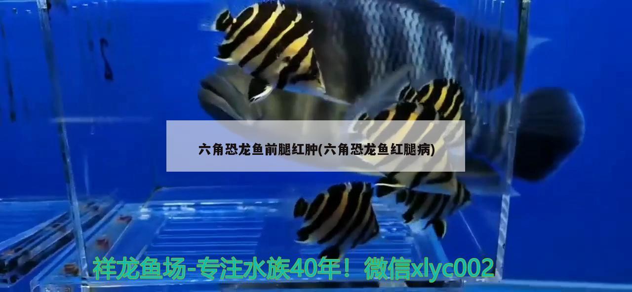 六角恐龙鱼前腿红肿(六角恐龙鱼红腿病) 鱼缸等水族设备