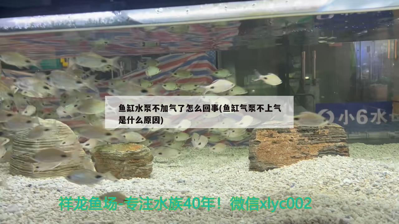 鱼缸水泵不加气了怎么回事(鱼缸气泵不上气是什么原因) 鱼缸水泵