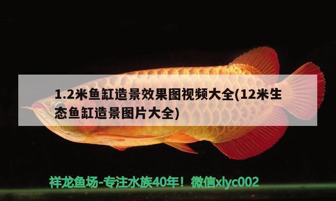 1.2米鱼缸造景效果图视频大全(12米生态鱼缸造景图片大全) 祥龙鱼场