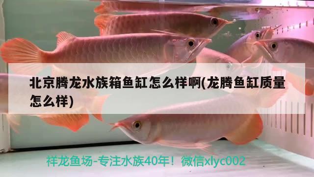 北京腾龙水族箱鱼缸怎么样啊(龙腾鱼缸质量怎么样) 鱼缸/水族箱