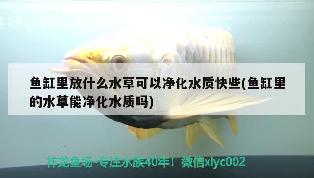 鱼缸里放什么水草可以净化水质快些(鱼缸里的水草能净化水质吗)