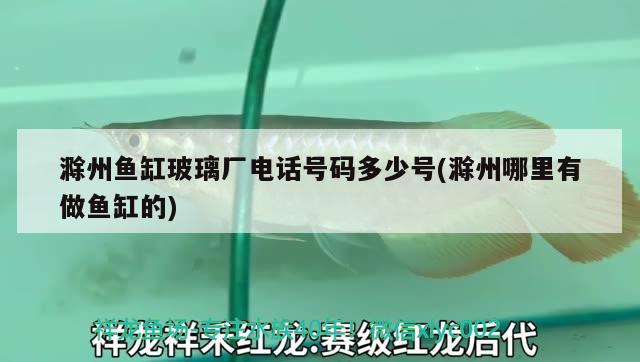 滁州鱼缸玻璃厂电话号码多少号(滁州哪里有做鱼缸的) 杰西卡恐龙鱼