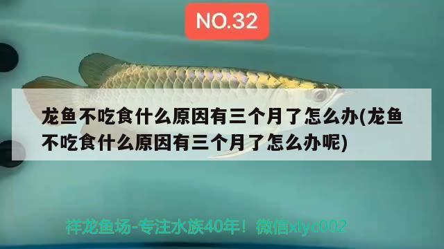 龙鱼不吃食什么原因有三个月了怎么办(龙鱼不吃食什么原因有三个月了怎么办呢) 帝王血钻鱼