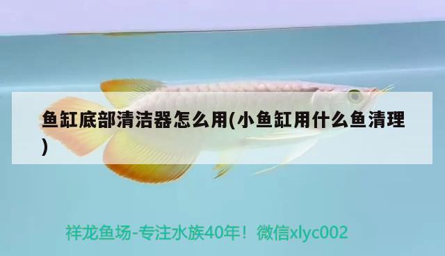 鱼缸底部清洁器怎么用(小鱼缸用什么鱼清理) 水族世界