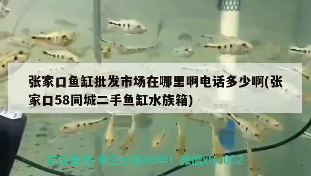 张家口鱼缸批发市场在哪里啊电话多少啊(张家口58同城二手鱼缸水族箱) 鱼缸/水族箱