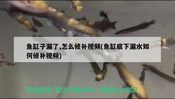 鱼缸子漏了,怎么修补视频(鱼缸底下漏水如何修补视频) 赤荔凤冠鱼