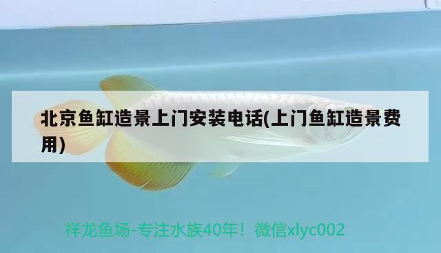 北京鱼缸造景上门安装电话(上门鱼缸造景费用) 广州水族器材滤材批发市场