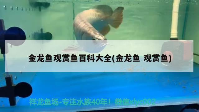 金龙鱼观赏鱼百科大全(金龙鱼观赏鱼) 祥龙龙鱼专用水族灯