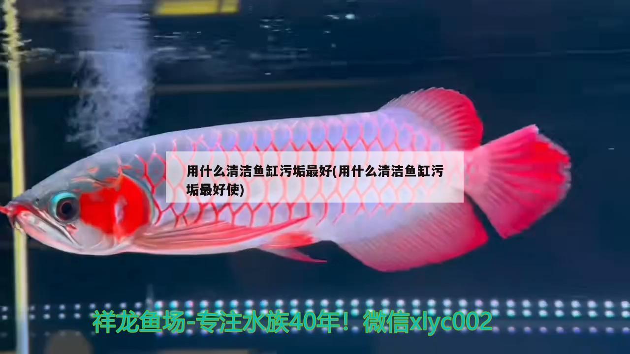 用什么清洁鱼缸污垢最好(用什么清洁鱼缸污垢最好使) 巴西亚鱼苗