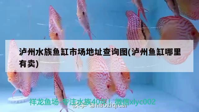 泸州水族鱼缸市场地址查询图(泸州鱼缸哪里有卖)