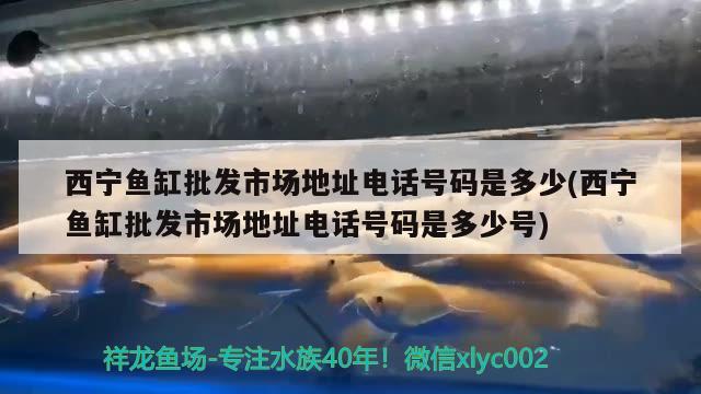 西宁鱼缸批发市场地址电话号码是多少(西宁鱼缸批发市场地址电话号码是多少号)