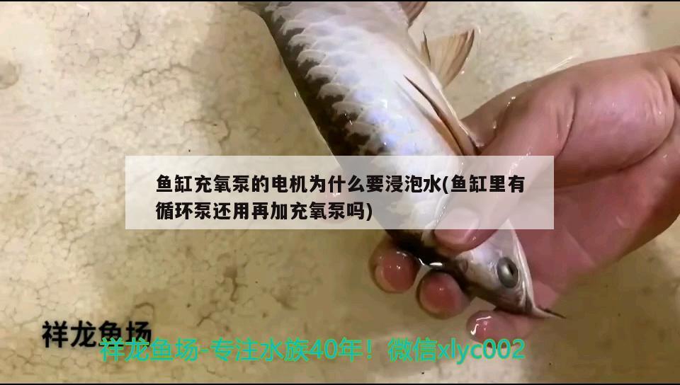 鱼缸充氧泵的电机为什么要浸泡水(鱼缸里有循环泵还用再加充氧泵吗)