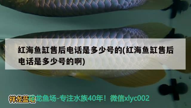 红海鱼缸售后电话是多少号的(红海鱼缸售后电话是多少号的啊) 大日玉鲭鱼