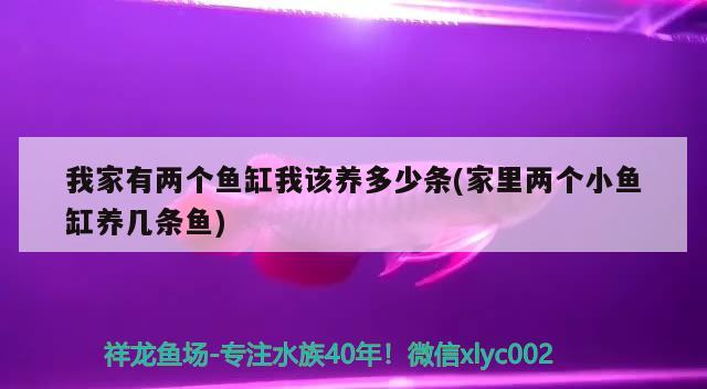 我家有两个鱼缸我该养多少条(家里两个小鱼缸养几条鱼) 黑帝王魟鱼