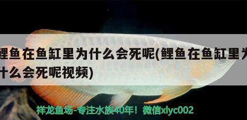 鲤鱼在鱼缸里为什么会死呢(鲤鱼在鱼缸里为什么会死呢视频)