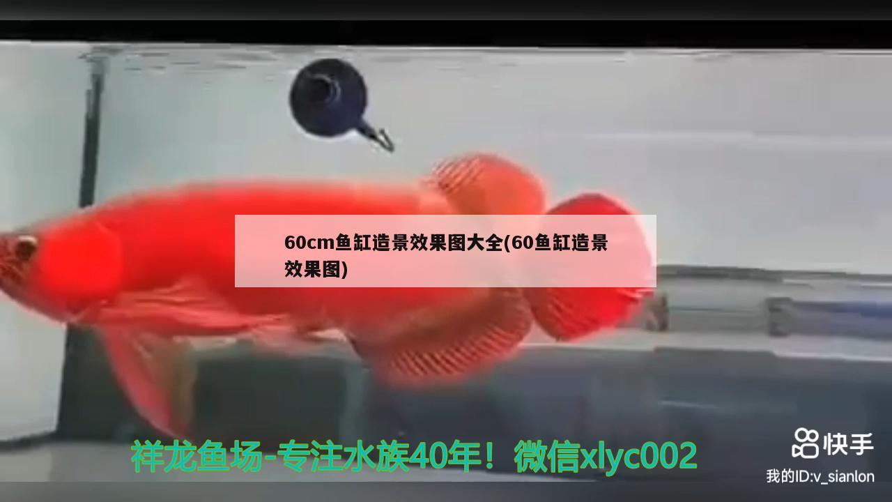 60cm鱼缸造景效果图大全(60鱼缸造景效果图)