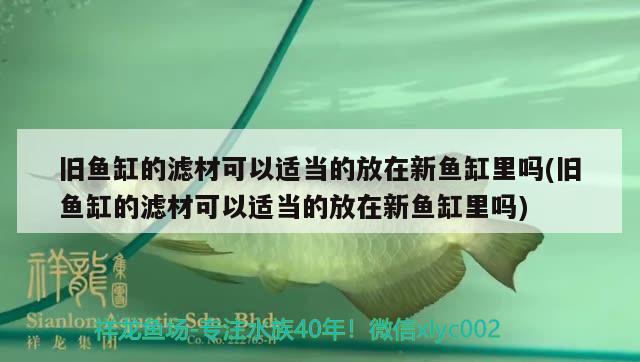 旧鱼缸的滤材可以适当的放在新鱼缸里吗(旧鱼缸的滤材可以适当的放在新鱼缸里吗)