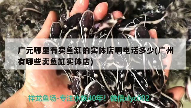 广元哪里有卖鱼缸的实体店啊电话多少(广州有哪些卖鱼缸实体店) 斯维尼关刀鱼