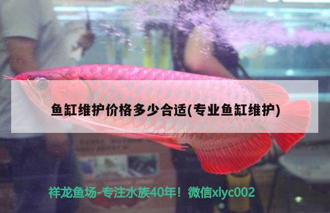 鱼缸维护价格多少合适(专业鱼缸维护) 水族杂谈