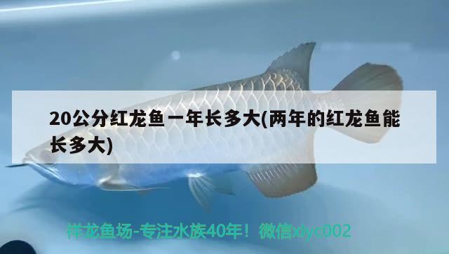 20公分红龙鱼一年长多大(两年的红龙鱼能长多大) 鱼缸净水剂