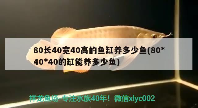 80长40宽40高的鱼缸养多少鱼(80*40*40的缸能养多少鱼)