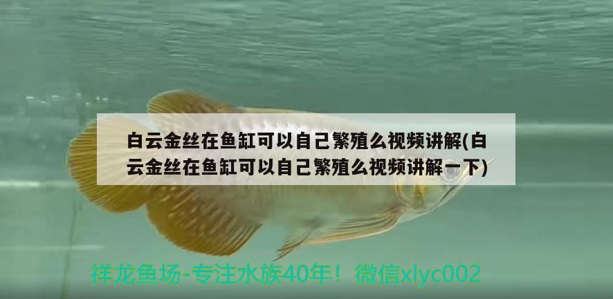 白云金丝在鱼缸可以自己繁殖么视频讲解(白云金丝在鱼缸可以自己繁殖么视频讲解一下) 细线银板鱼苗