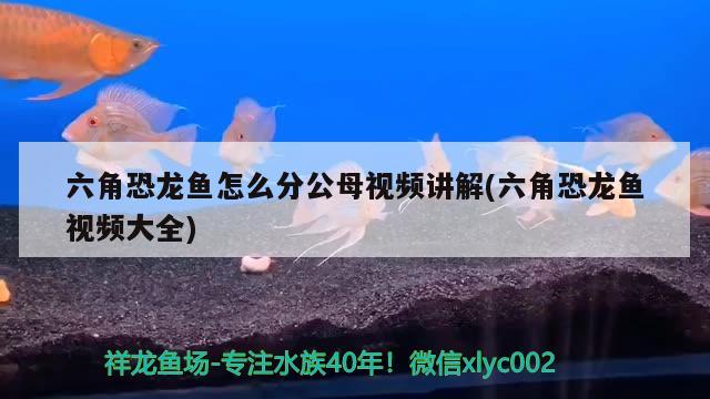 六角恐龙鱼怎么分公母视频讲解(六角恐龙鱼视频大全)