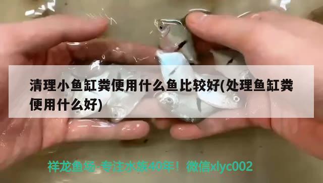 清理小鱼缸粪便用什么鱼比较好(处理鱼缸粪便用什么好) 梦幻雷龙鱼