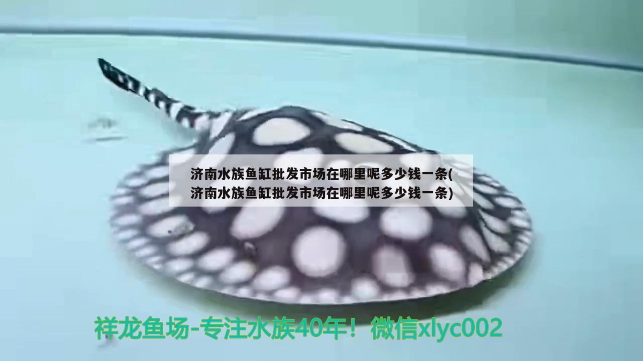 济南水族鱼缸批发市场在哪里呢多少钱一条(济南水族鱼缸批发市场在哪里呢多少钱一条)