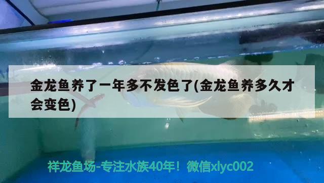 金龙鱼养了一年多不发色了(金龙鱼养多久才会变色) 皇冠黑白魟鱼