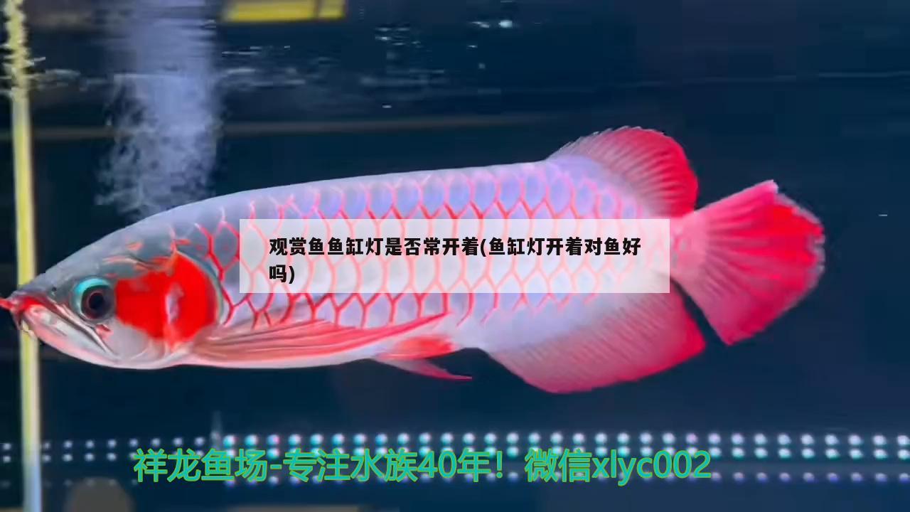 观赏鱼鱼缸灯是否常开着(鱼缸灯开着对鱼好吗) 广州水族器材滤材批发市场