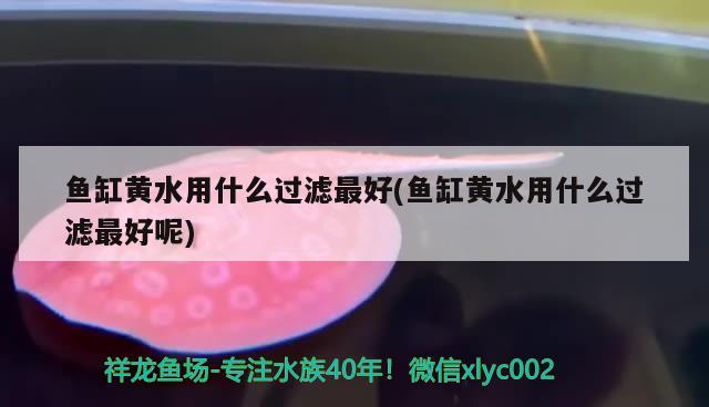 鱼缸黄水用什么过滤最好(鱼缸黄水用什么过滤最好呢) 黄吉金龙（白子金龙鱼）