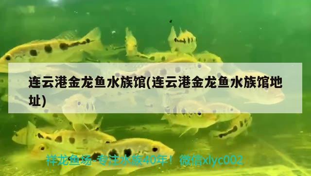 连云港金龙鱼水族馆(连云港金龙鱼水族馆地址) 七纹巨鲤鱼