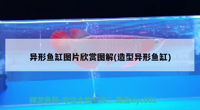 异形鱼缸图片欣赏图解(造型异形鱼缸) 广州龙鱼批发市场