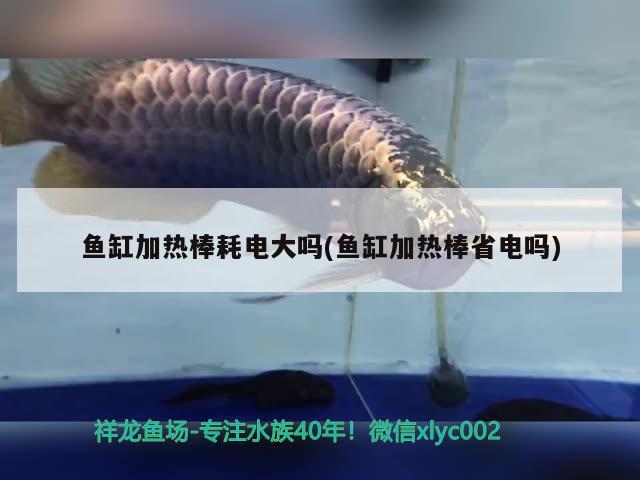 鱼缸加热棒耗电大吗(鱼缸加热棒省电吗) 白子红龙鱼