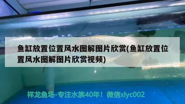 鱼缸放置位置风水图解图片欣赏(鱼缸放置位置风水图解图片欣赏视频) 鱼缸风水